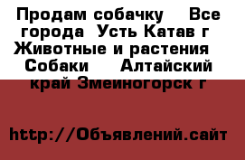 Продам собачку  - Все города, Усть-Катав г. Животные и растения » Собаки   . Алтайский край,Змеиногорск г.